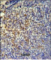 TPPP3 Antibody (C-term)